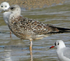 juvenile LBBG, ringed in the Netherlands.